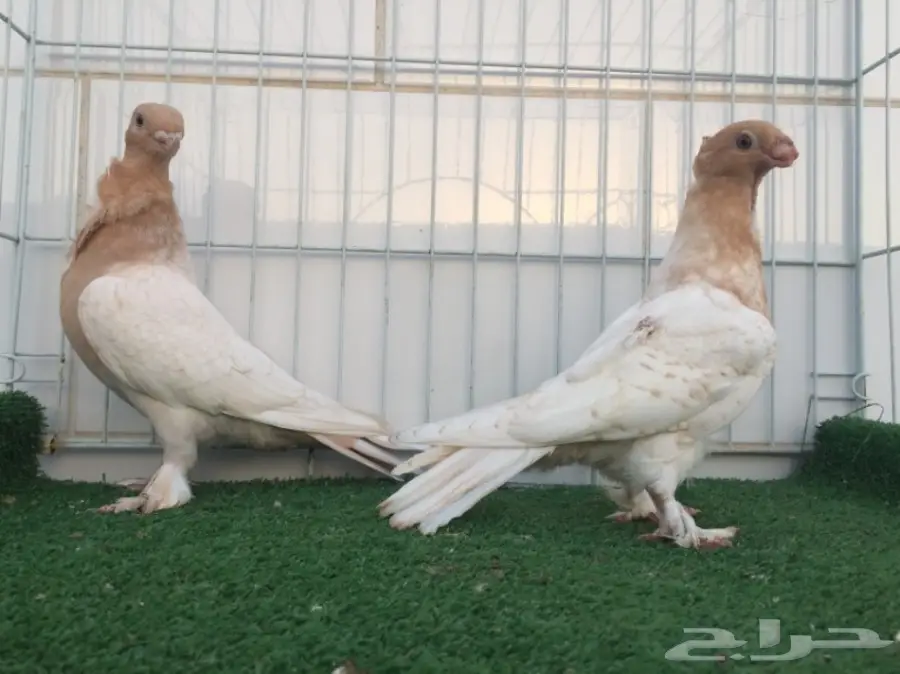 طبة فراشة ارجنت 