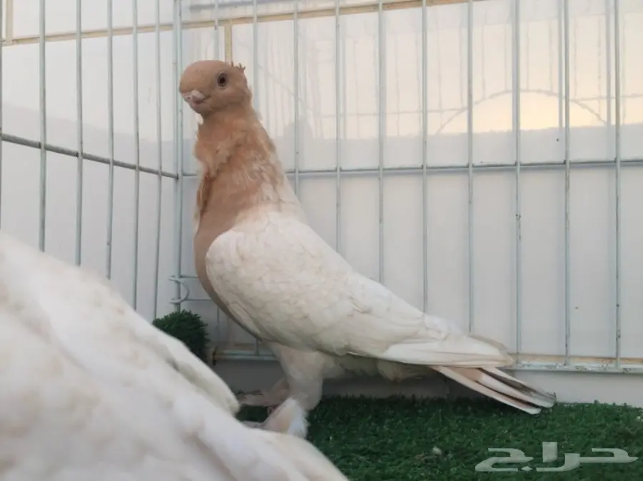 طبة فراشة ارجنت  (image 1)