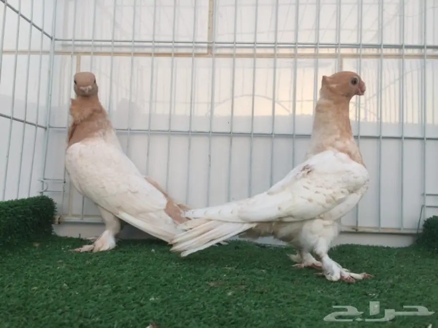 طبة فراشة ارجنت  (image 2)