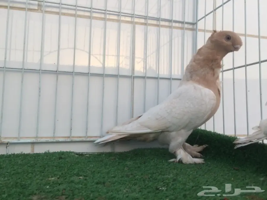 طبة فراشة ارجنت  (image 3)