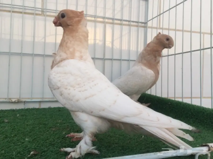 طبة فراشة ارجنت  (image 4)