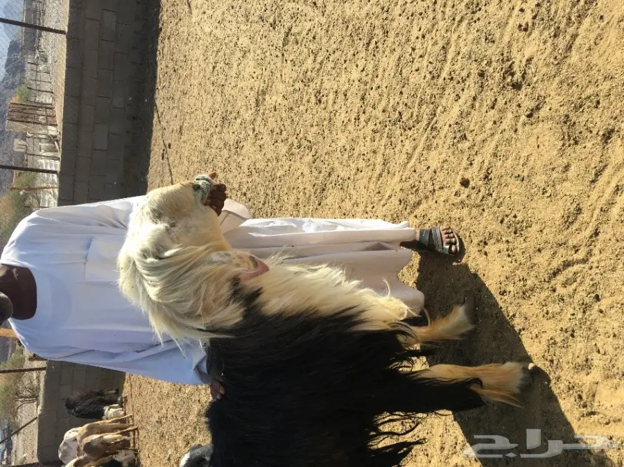 فحول للبيع  (image 1)