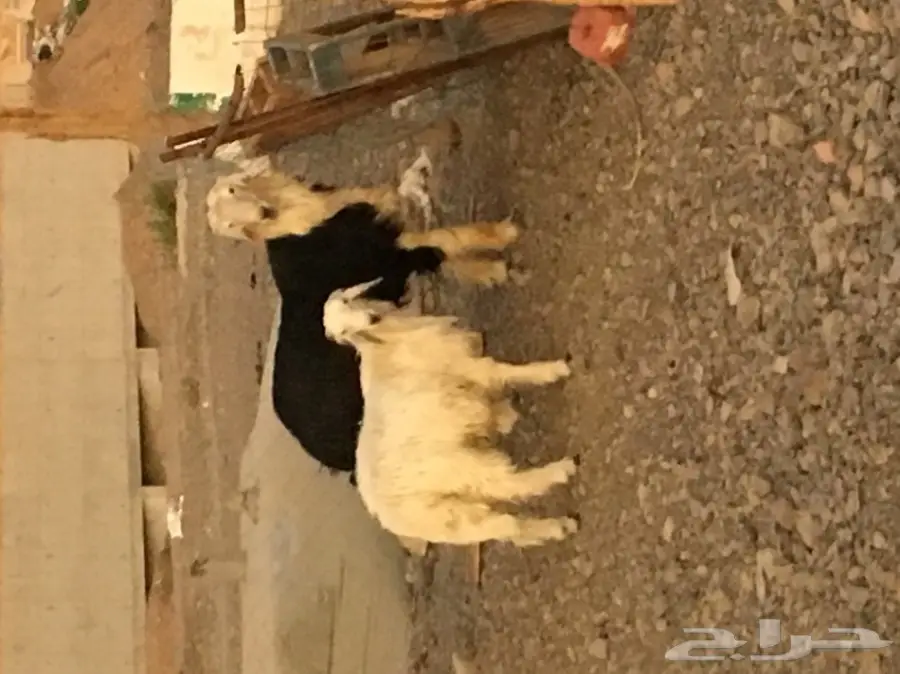 فحول للبيع  (image 2)