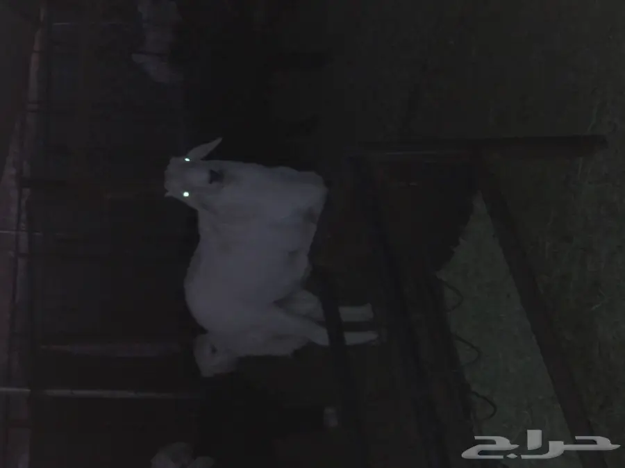 فحول للبيع  (image 3)