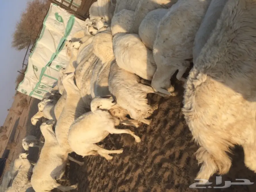 ضان ولد ودفيع ومضاريع