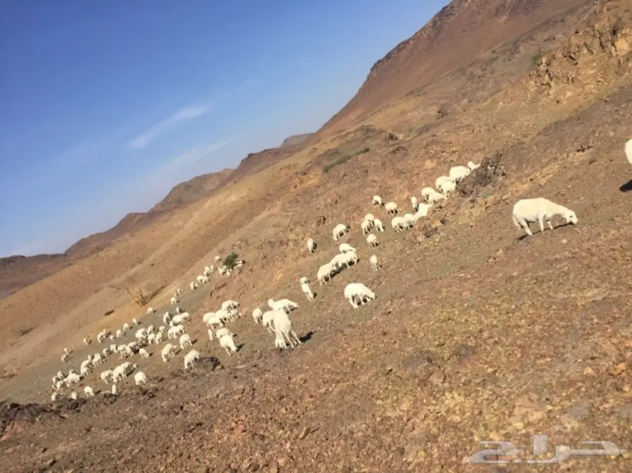 ضان ولد ودفيع ومضاريع (image 1)