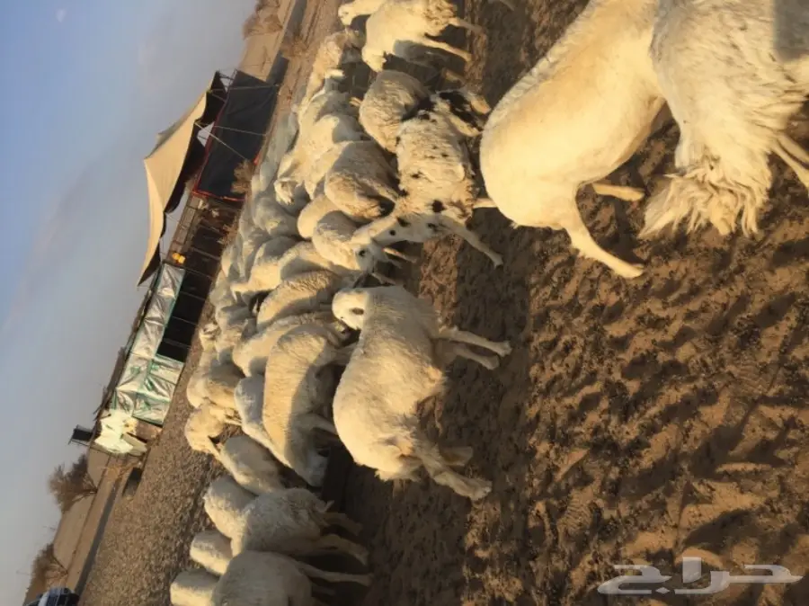 ضان ولد ودفيع ومضاريع (image 2)