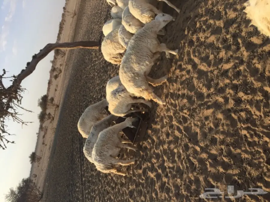 ضان ولد ودفيع ومضاريع (image 4)