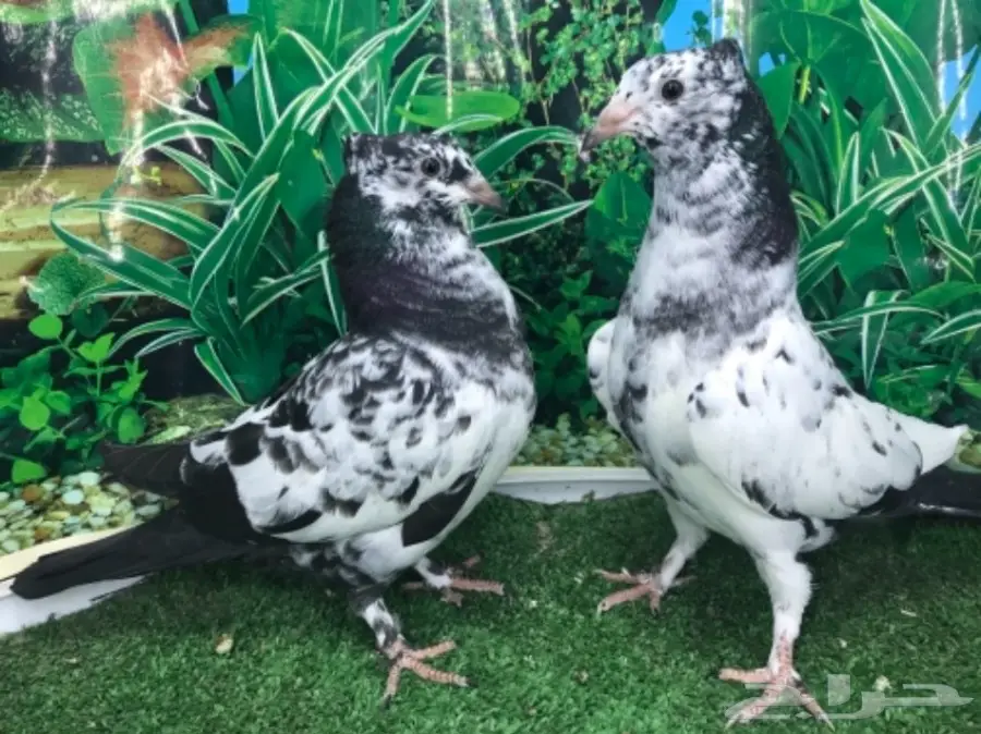 زاجل وباكستاني ب 130 ريال فقط