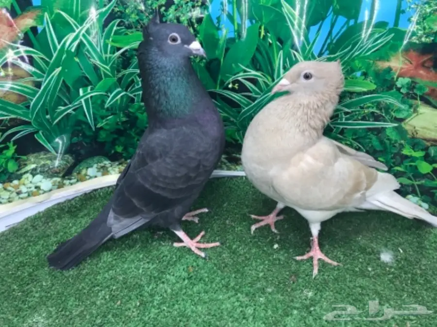 زاجل وباكستاني ب 130 ريال فقط (image 2)