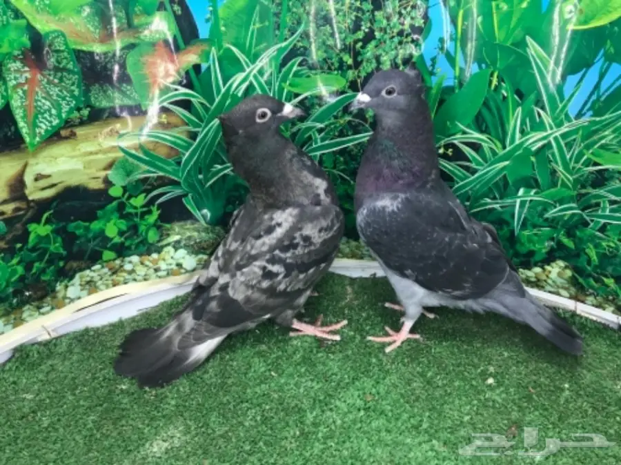 زاجل وباكستاني ب 130 ريال فقط (image 3)