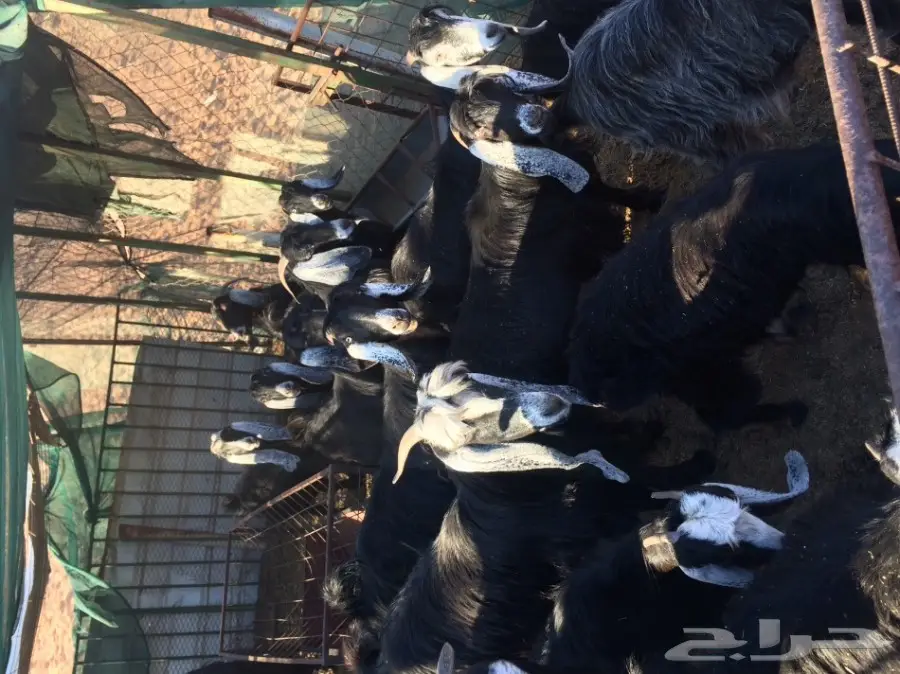 معزا مراح للبيع 