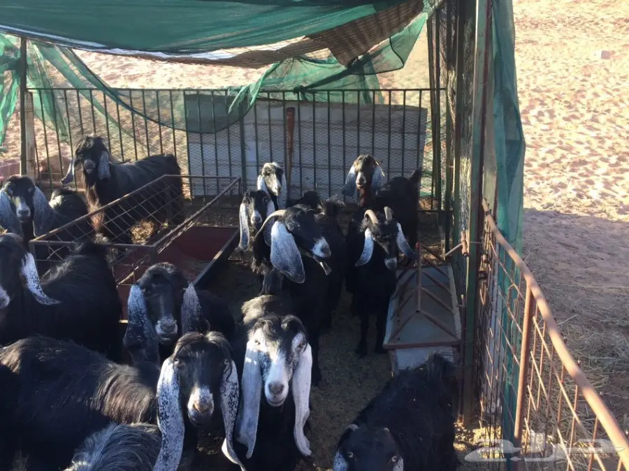 معزا مراح للبيع  (image 1)