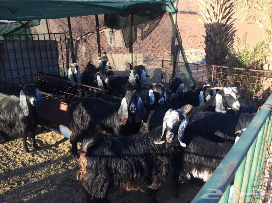 معزا مراح للبيع  (image 2)