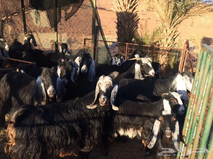 معزا مراح للبيع  (image 3)