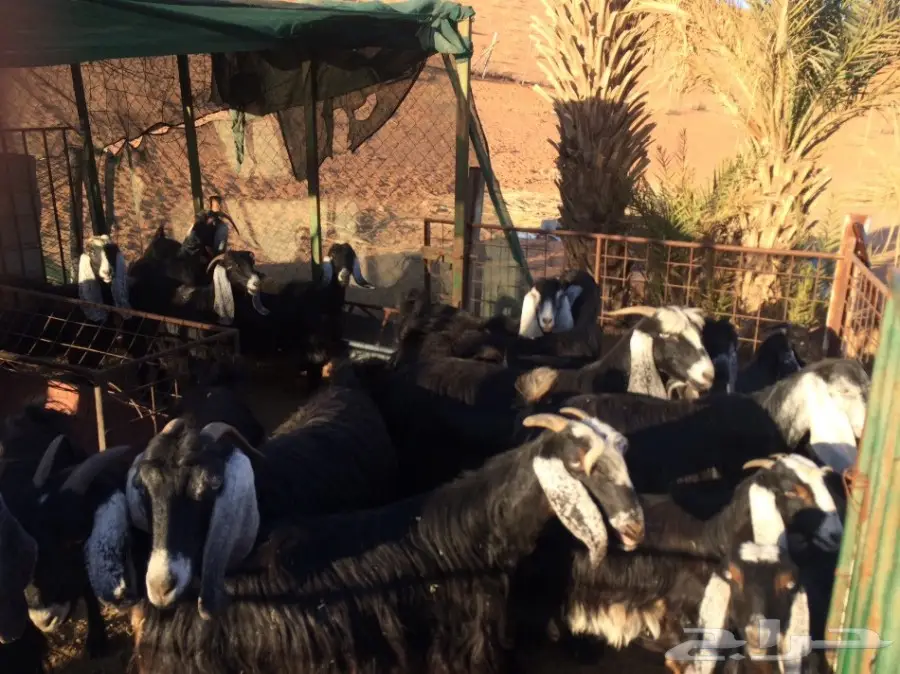 معزا مراح للبيع  (image 4)