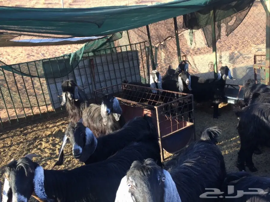 معزا مراح للبيع  (image 5)