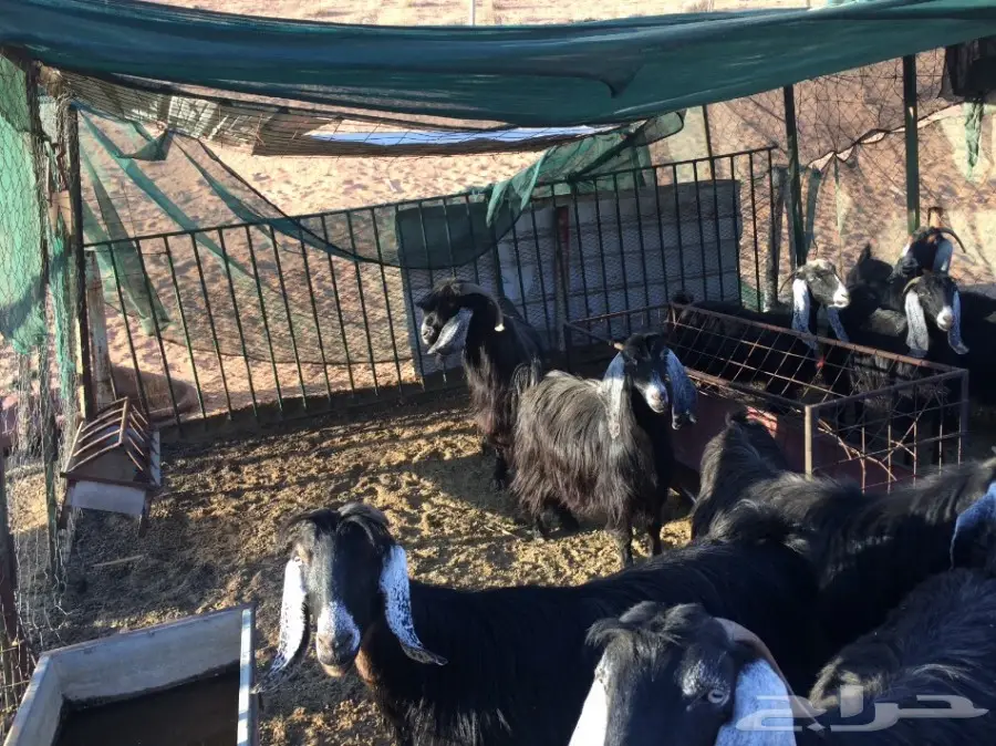 معزا مراح للبيع  (image 6)