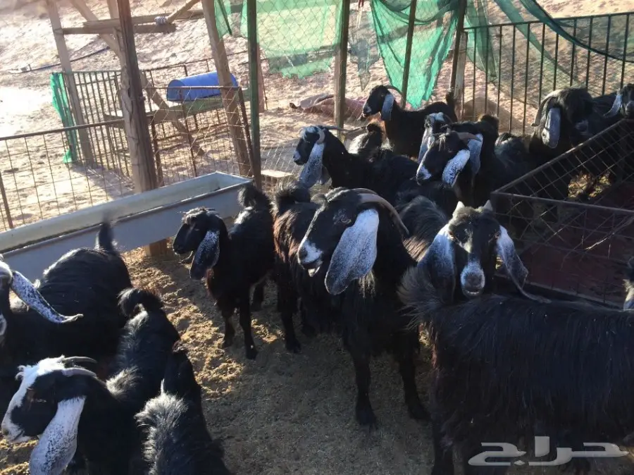 معزا مراح للبيع  (image 7)