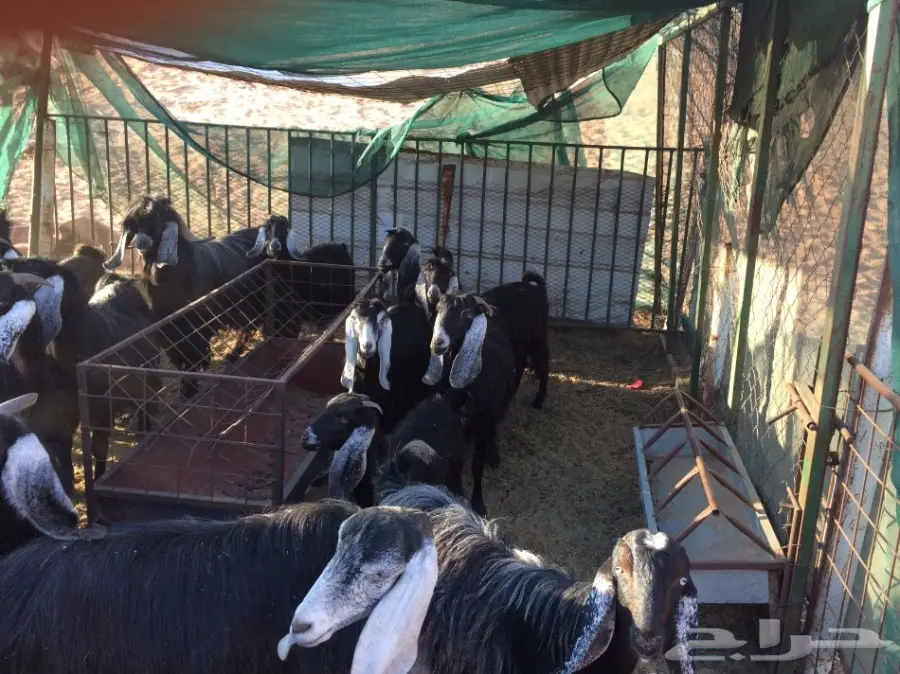 معزا مراح للبيع  (image 8)