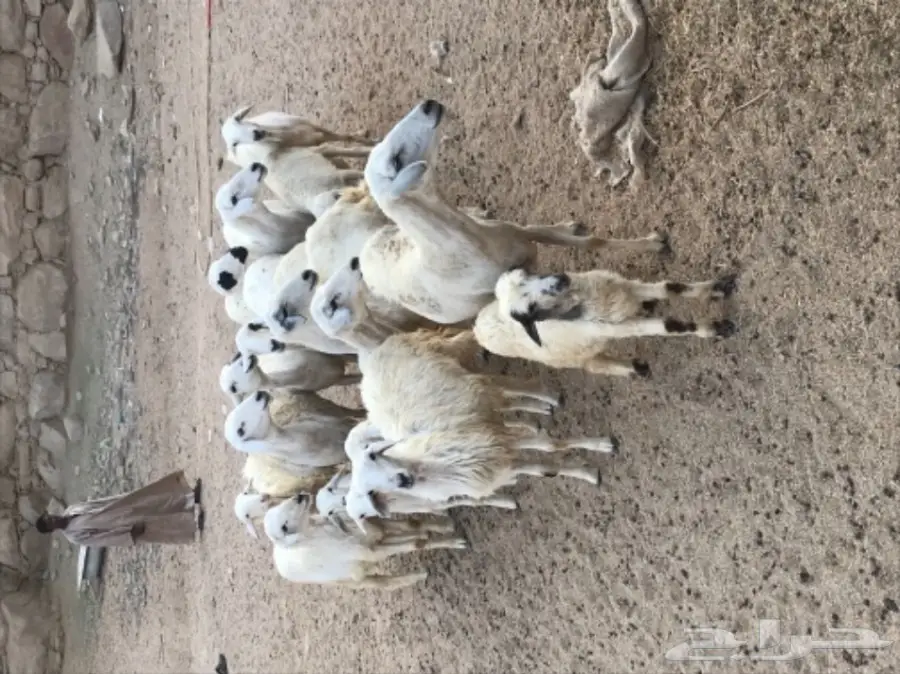 ضان للبيع  (image 1)