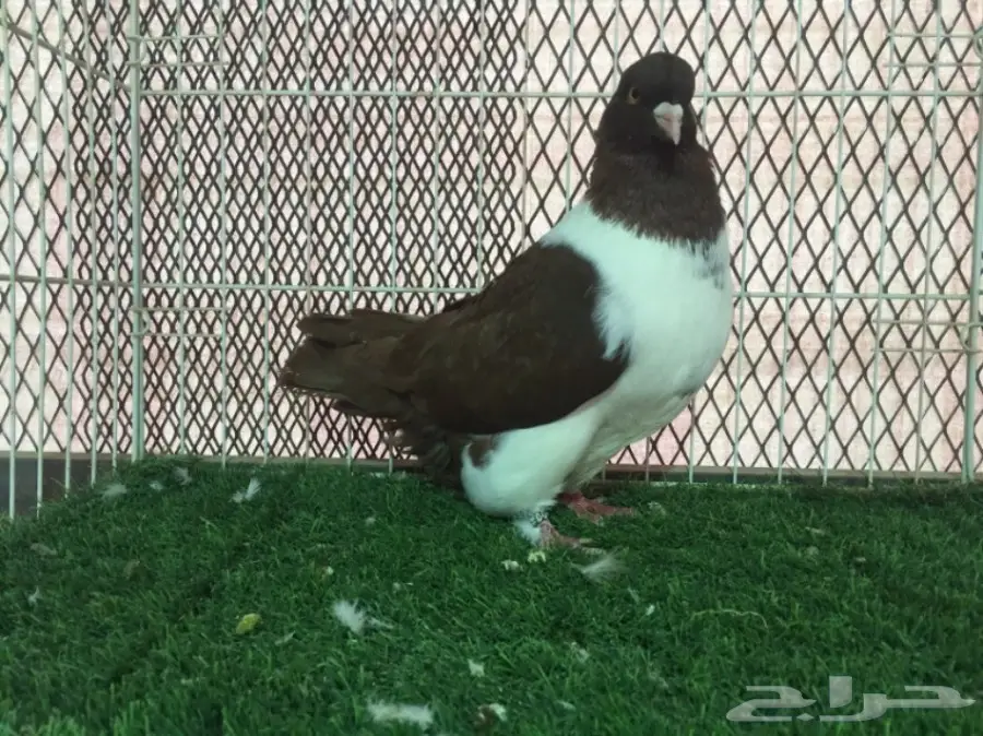 ذكر استرايزر مكتف  احمر خارجي 16