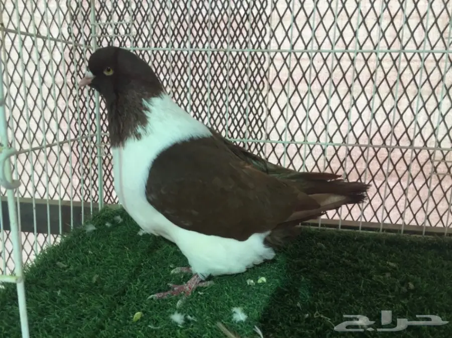 ذكر استرايزر مكتف  احمر خارجي 16 (image 1)