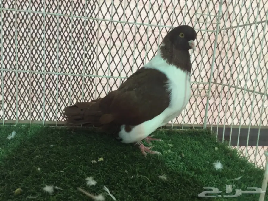 ذكر استرايزر مكتف  احمر خارجي 16 (image 2)