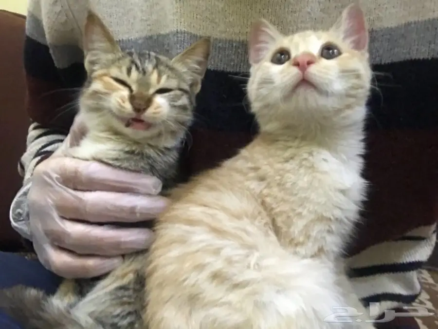 قطوتين للتبني