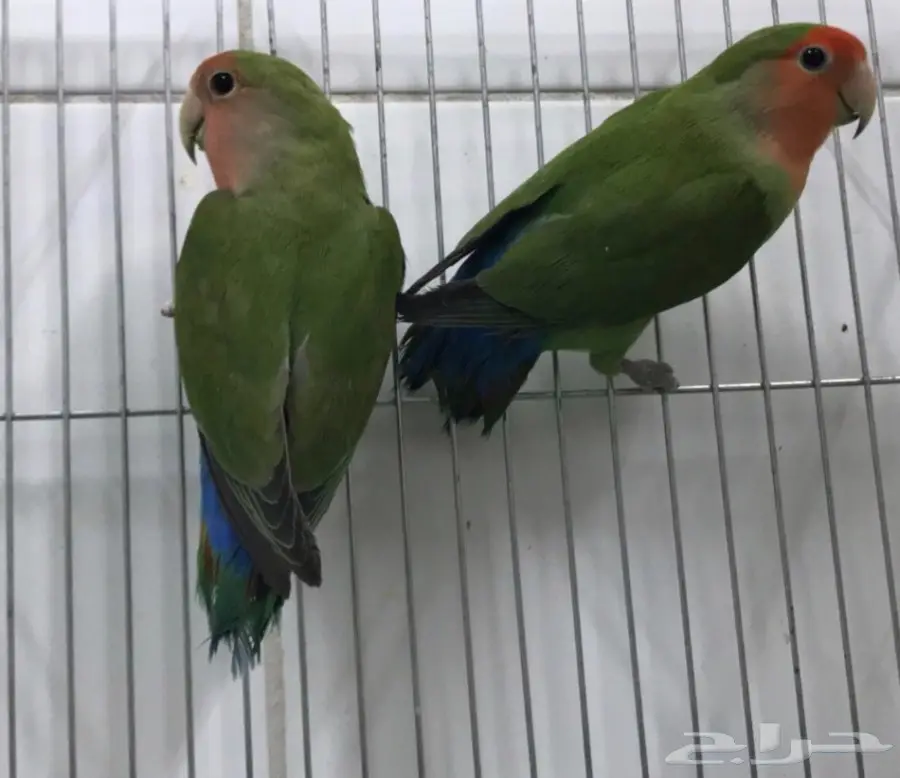 زوج روز (image 1)