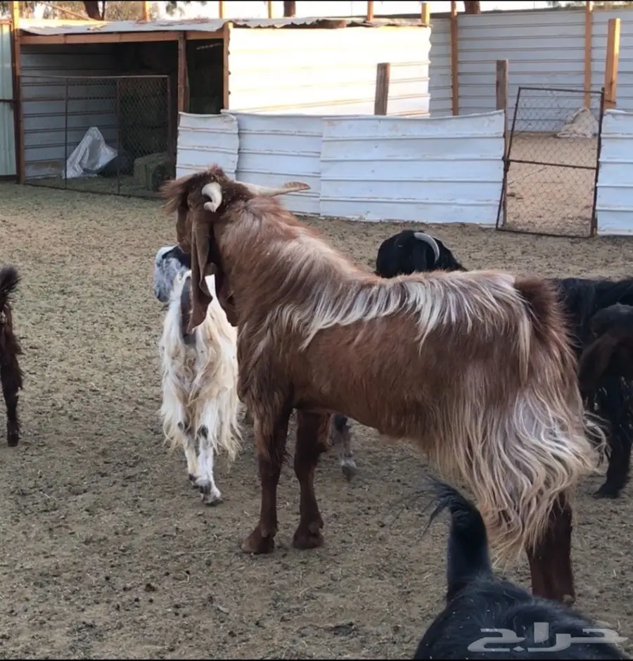 تيس هولندي فحل (image 2)