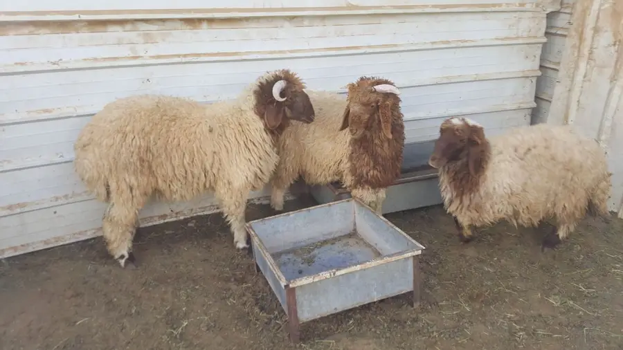 خروفين ورخله بريه 