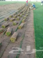 تنسيق حدائق وصيانة - حلول متكاملة لحدائقكم (image 13)