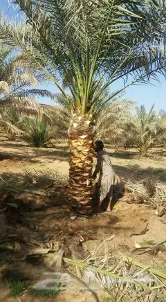 نخيل للبيع بجميع أنواعها ومقاساته اخواني (image 3)
