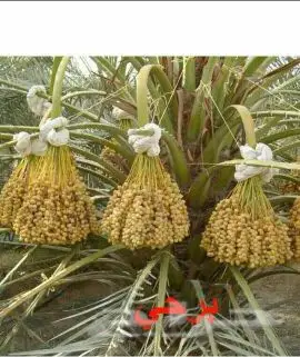 نخيل للبيع بجميع أنواعها ومقاساته اخواني (image 6)