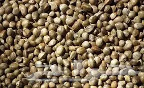 اكل طيور قمبز ونيجر وخردل وفيتامين