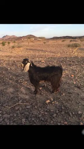 المدينه المنوره. (image 1)
