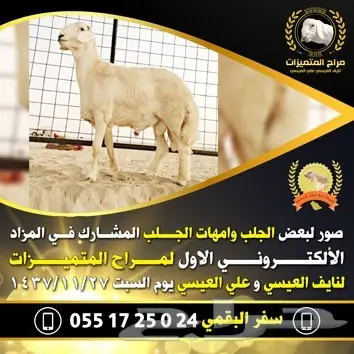 تصميم إعلانات احترافي عن بعد - حلول إبداعية وسريعة! (image 40)