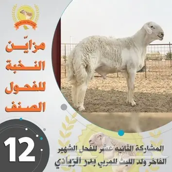 تصميم إعلانات احترافي عن بعد - حلول إبداعية وسريعة! (image 50)