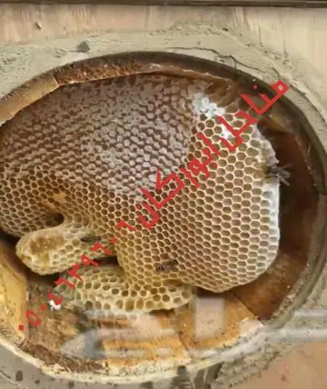 عسل سدراصلي عشرين الف اذا اتضح عليه تغذيه (image 1)