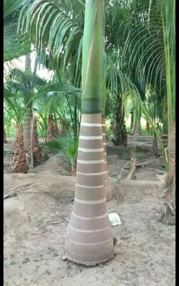 ابو عبدالرحمن فنى حدائق وبيع جميع انواع النخل (image 9)