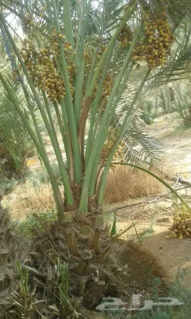 نخيل للبيع بجميع أنواعها ومقاساته اخواني (image 5)