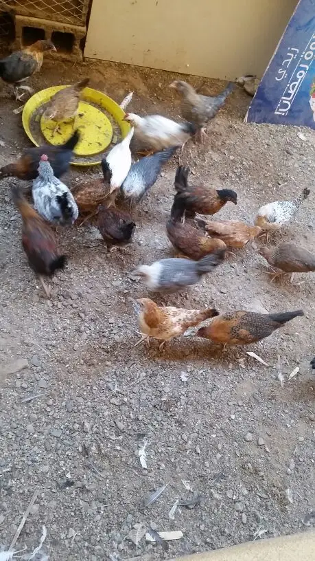 دجاج للبيع (image 1)