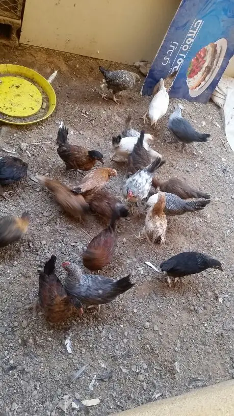 دجاج للبيع (image 2)