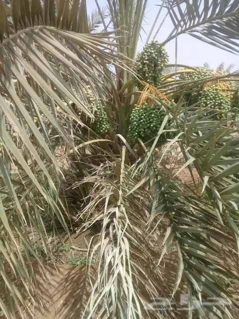 نخيل للبيع بجميع أنواعها ومقاساته اخواني (image 4)