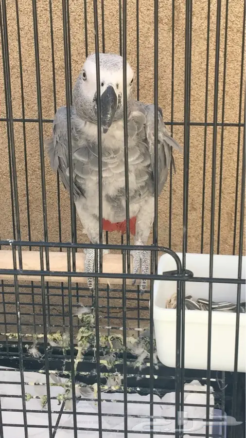 ببغاء كاسكو - فرصة ذهبية!