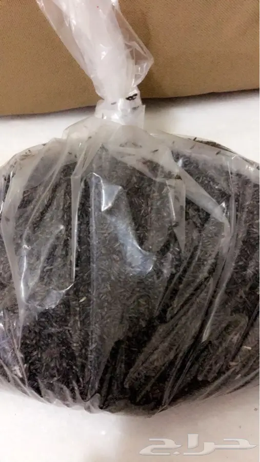 اكل طيور قمبز ونيجر وخردل وفيتامين (image 3)