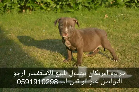 بيتبول جرو - فرصة ذهبية! (image 1)