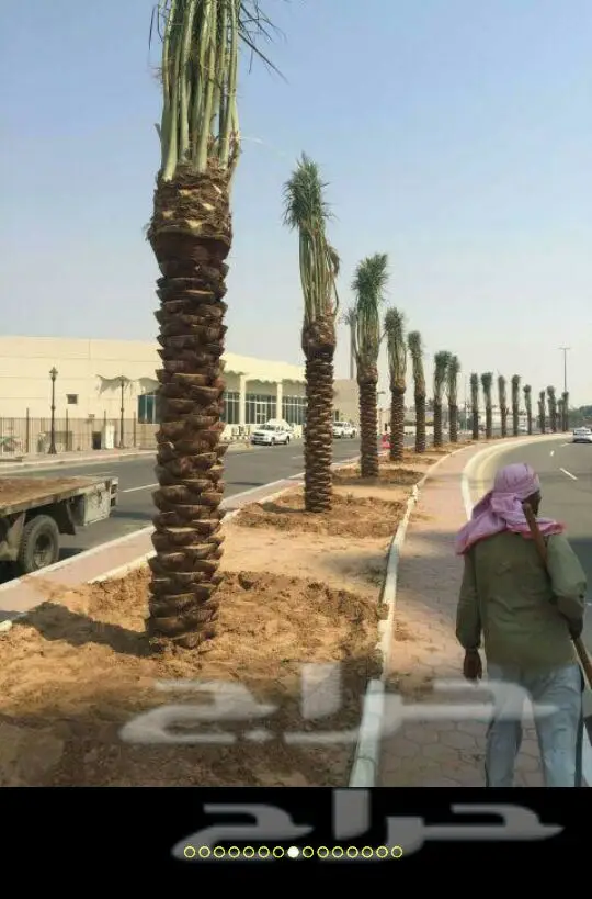 نخيل عالي الجودة للبيع - ابوعلي (image 17)