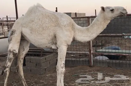 البكرة الوضحا البدوية يأهل الوضح